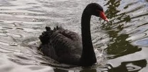 Cisne Negro Bolsa