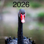 cisnes negros 2026